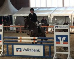 jumper Carlton B (Oldenburg show jumper, 2005, from Con Capitol)