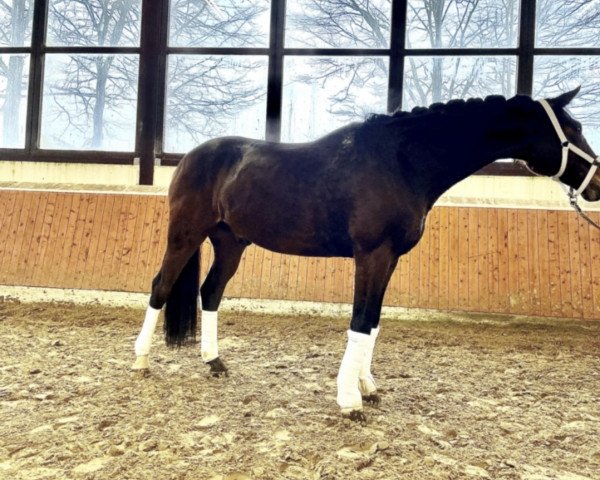 dressage horse Fernando- D (Westphalian, 2015, from Fashion Maker)