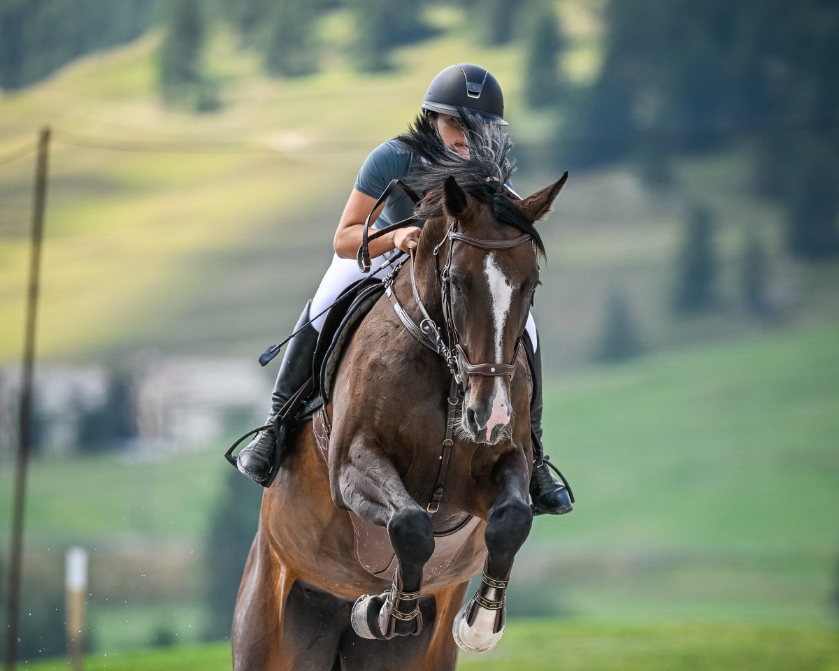 jumper QLARESA DENFER (Luxembourg horse, 2014, from Qlassic Bois Margot)