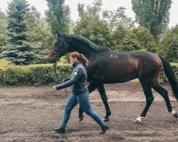 stallion Dworek (Anglo-Arabs, 2016, from Efekt AA)