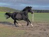 broodmare Aida Diva 2 (Mecklenburg, 2007, from Azarro (Aachen))