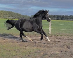 broodmare Aida Diva 2 (Mecklenburg, 2007, from Azarro (Aachen))