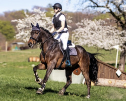 jumper Le Filou 28 (German Sport Horse, 2009, from Levistano)