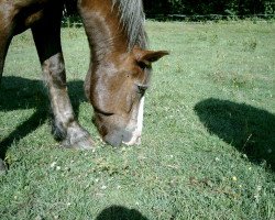 Pferd Markant (Schwarzwälder Kaltblut, 1987, von Merkur)