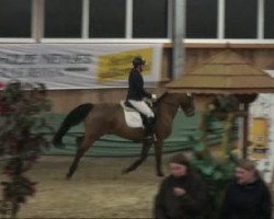 dressage horse Rebell 522 (Oldenburg, 2000, from Rosier)