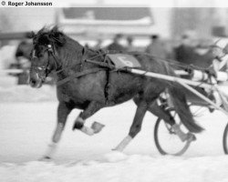 Zuchtstute Seireeni Jt 76 (Finnisches Zugpferd, 1963, von Ero-Lohko yh 1160)