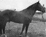 stallion Luonto 5698 (Finnish workhorse, 1949, from Tajuri 1.35,1)