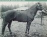 stallion Tajuri 1.35,1 (Finnish workhorse, 1942, from Taju 3717)