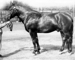 stallion Eri-Matti 1.25,0 (Finnish workhorse, 1949, from Eri-Aaroni 3423)