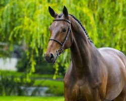 jumper Lusina HX (KWPN (Royal Dutch Sporthorse), 2016, from Cape Coral Rbf Z)