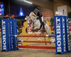 dressage horse Cardonay (German Warmblood, 2013, from Chic in Time)