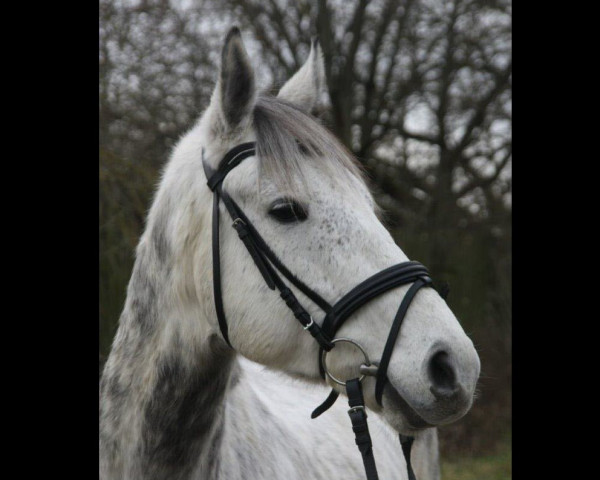 jumper Lips Santiano xx (Thoroughbred, 2014, from Santiago xx)