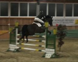 dressage horse Störtebeker 9 (Oldenburg, 2004, from Stedinger)