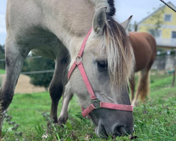 broodmare Rikona vom Eidenbach (Fjord Horse, 2015, from Haakon)