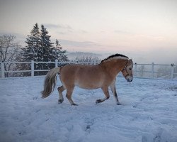 broodmare Calina V (Fjord Horse, 2012, from Dingo (NLD))