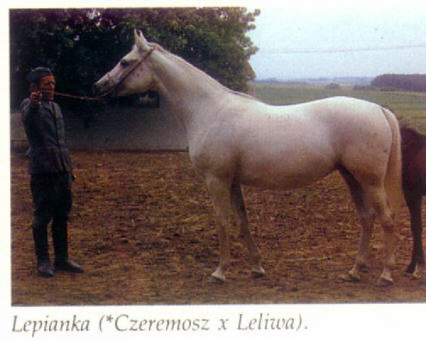 broodmare Lepianka ox (Arabian thoroughbred, 1978, from Czeremosz ox)