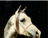 stallion Gourmet ox (Arabian thoroughbred, 1989, from Etat ox)