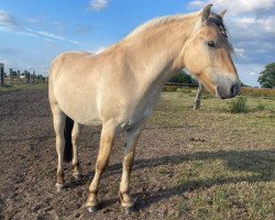 Pferd Rufin (Fjordpferd, 2020, von Klosterhof's Ragnir)