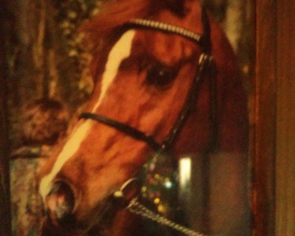 stallion Abet EAO (Arabian thoroughbred, 1979, from El Hilal 1970 EAO ox)
