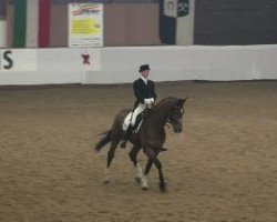 dressage horse Lacoste 77 (Westphalian, 1998, from Lamoureux I)