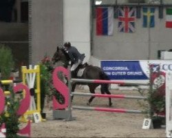 jumper Cookie 16 (Holsteiner, 2000, from Contender)