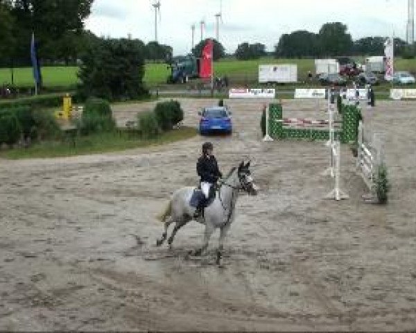 jumper Lascana 2 (KWPN (Royal Dutch Sporthorse), 2005, from Larino)