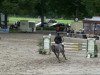 jumper Ascona 80 (Hanoverian, 2004, from All in One)