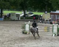 jumper Ascona 80 (Hanoverian, 2004, from All in One)