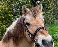 dressage horse Karla (Fjord Horse, 2010, from Rogar S)