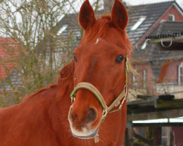 horse Brentinchen (Hanoverian, 1997, from Brentano II)