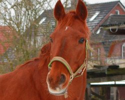 horse Brentinchen (Hanoverian, 1997, from Brentano II)