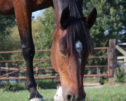 Pferd Body Baloo (Deutscher Traber, 2003, von Noble Diamond (DE))