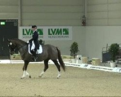 horse Laurenz 17 (Westphalian, 1999, from Laurentianer)