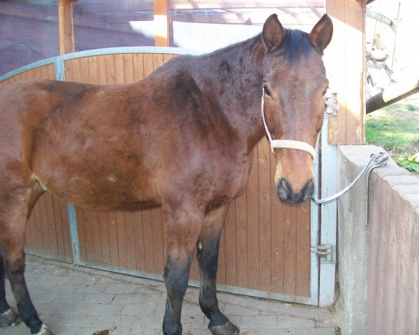 Pferd Picolino (Westfale,  , von Perplex)
