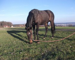 broodmare Princess (Hanoverian, 1996, from Prince Thatch xx)