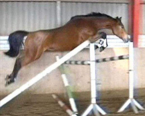 broodmare Amneris 6 (Oldenburg show jumper, 2006, from Acadius)