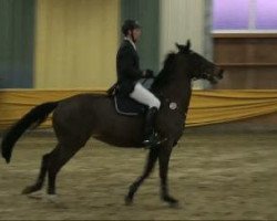 horse Roxanne 138 (KWPN (Royal Dutch Sporthorse), 1998, from Catano)