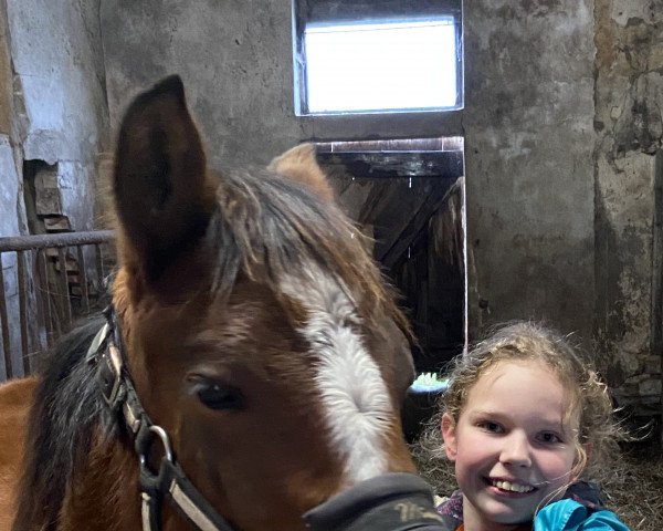 dressage horse Chiara della Luna (German Riding Pony, 2022, from Cosmopolitan NRW)