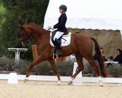 dressage horse I Am Legend (Hanoverian, 2017, from Asgard's Ibiza)