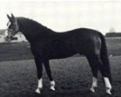 stallion Playboy (Westphalian, 1979, from Platon I)