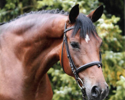 broodmare Weightless (Hanoverian, 2001, from White Star)