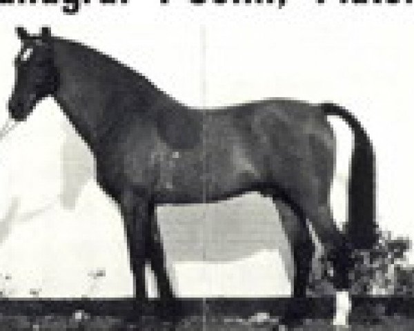 stallion Labrador (Holsteiner, 1976, from Landgraf I)