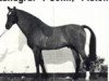 stallion Labrador (Holsteiner, 1976, from Landgraf I)