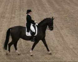 dressage horse Rothenstein (Hanoverian, 2001, from Rotspon)