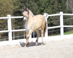 jumper Cinderella (Fjord Horse, 2021, from Legolas)