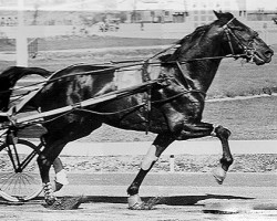 stallion Nouvel Amour (FR) (French Trotter, 1957, from Elope (FR))