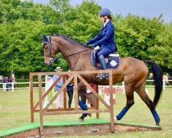 dressage horse Fidelia (Hanoverian, 2010, from Fidertanz)