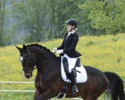 dressage horse Franz Fidertanz (Hanoverian, 2011, from Fidertanz)