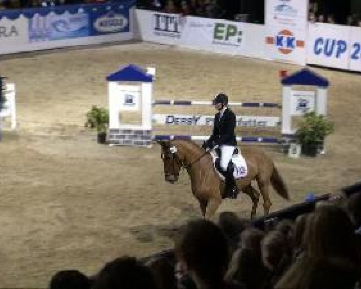 jumper Let it Be 8 (Hanoverian, 2003, from Le Beau)