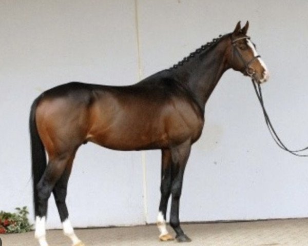 stallion Ibisco xx (Thoroughbred, 2000, from Royal Solo xx)